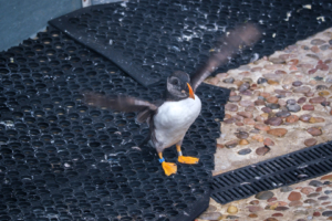 24.9.2024 - Gweek, Seal Sanctuary, Puffin Island