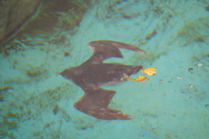 24.9.2024 - Gweek, Seal Sanctuary, Puffin Island