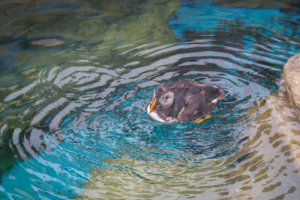 24.9.2024 - Gweek, Seal Sanctuary, Puffin Island