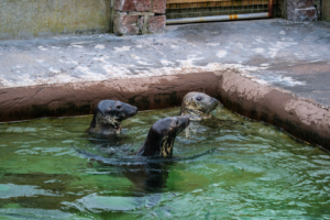 24.9.2024 - Gweek, Seal Sanctuary, Grey Seal