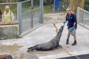 24.9.2024 - Gweek, Seal Sanctuary, Grey Seal