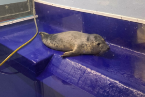 24.9.2024 - Gweek, Seal Sanctuary, Rescue Hospital