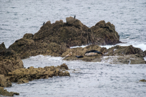 24.9.2024 - Lizard Point, Grey Seals