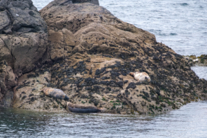 24.9.2024 - Lizard Point, Grey Seals