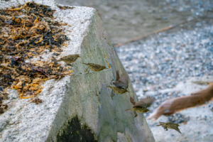 24.9.2024 - Lizard Point, Rock Pipit / Strandpieper