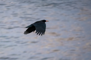 24.9.2024 - Lizard Point, Red-billed Chough / Alpenkrähe