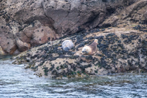 24.9.2024 - Lizard Point, Grey Seals