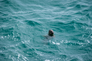 27.9.2024 - Bass Point, Coasteering ... Grey Seals schauen zu ;-)