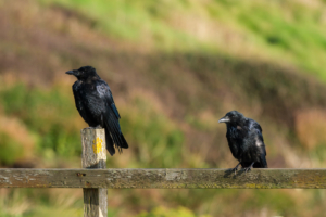 27.9.2024 - Porthleven, Wanderung Tin Mines - Carrion Crow / Rabenkrähe