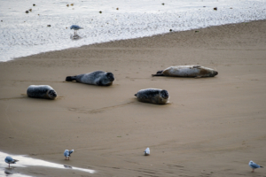 29.9.2024 - Fähre Dover-Calais, Common Seals