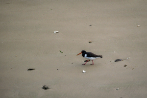 29.9.2024 - Fähre Dover-Calais, Oystercatcher / Austernfischer