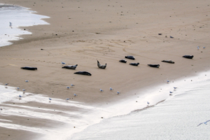 29.9.2024 - Fähre Dover-Calais, Common Seals