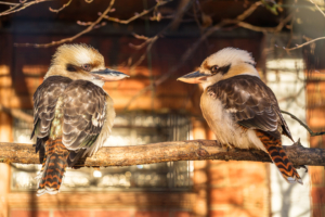 27.12.2024 - Aachener Tierpark, Lachender Hans